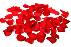 Lussuosi petali di rosa rossa